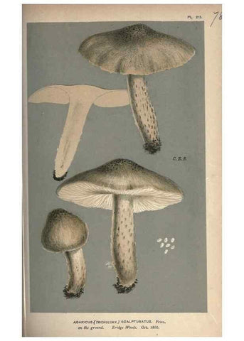 Reproducción/Reproduction 8163892495: Illustrations of British Fungi (Hymenomycetes), to serve as an atlas to the ""Handbook of British Fungi"".. LondonWilliams and Norgate1881-91