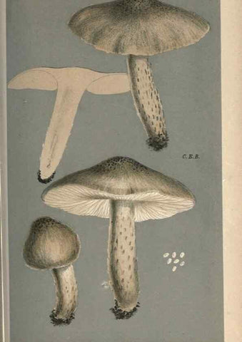Reproducción/Reproduction 8163892495: Illustrations of British Fungi (Hymenomycetes), to serve as an atlas to the ""Handbook of British Fungi"".. LondonWilliams and Norgate1881-91