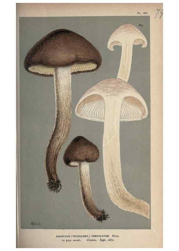 Reproducción/Reproduction 8163892903: Illustrations of British Fungi (Hymenomycetes), to serve as an atlas to the ""Handbook of British Fungi"".. LondonWilliams and Norgate1881-91