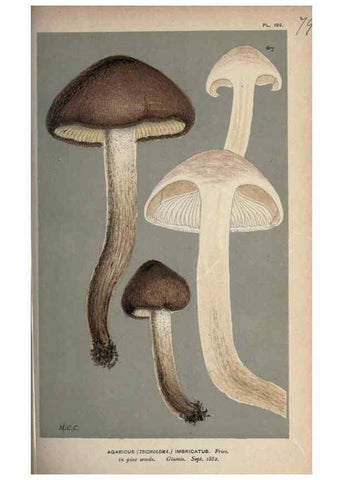 Reproducción/Reproduction 8163892903: Illustrations of British Fungi (Hymenomycetes), to serve as an atlas to the ""Handbook of British Fungi"".. LondonWilliams and Norgate1881-91