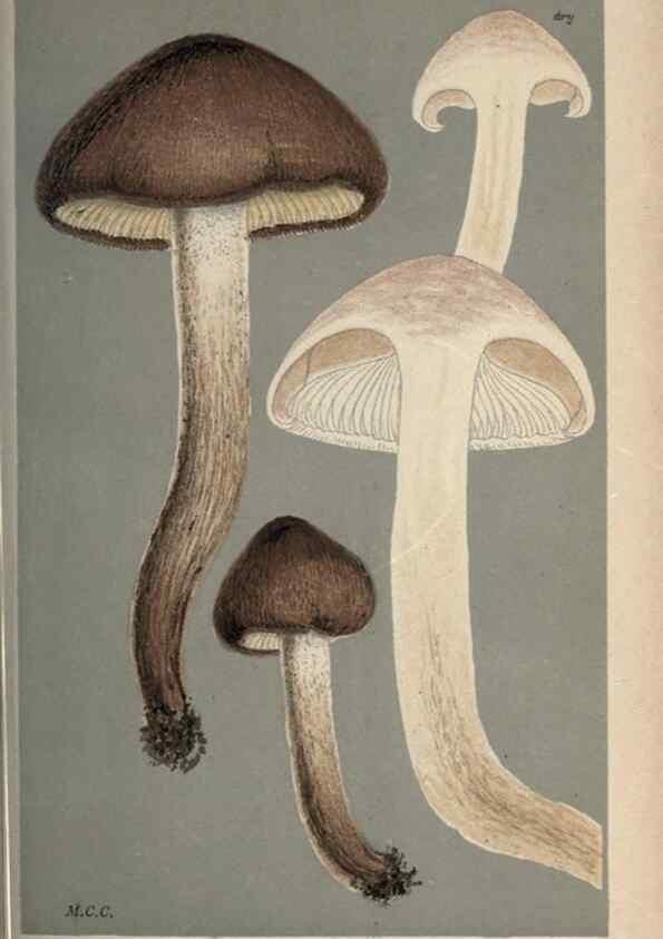 Reproducción/Reproduction 8163892903: Illustrations of British Fungi (Hymenomycetes), to serve as an atlas to the ""Handbook of British Fungi"".. LondonWilliams and Norgate1881-91
