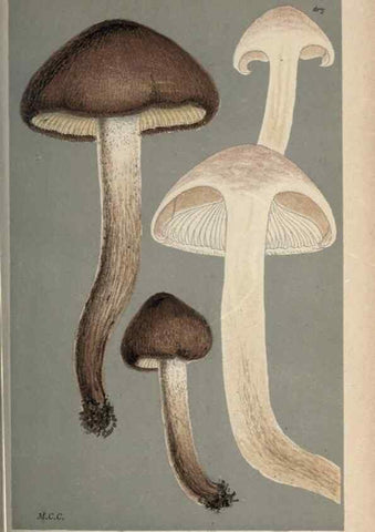 Reproducción/Reproduction 8163892903: Illustrations of British Fungi (Hymenomycetes), to serve as an atlas to the ""Handbook of British Fungi"".. LondonWilliams and Norgate1881-91