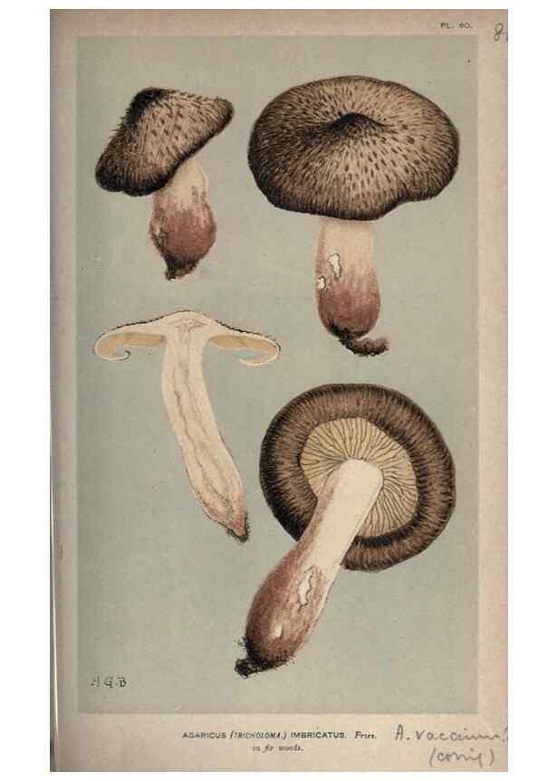 Reproducción/Reproduction 8163893299: Illustrations of British Fungi (Hymenomycetes), to serve as an atlas to the ""Handbook of British Fungi"".. LondonWilliams and Norgate1881-91
