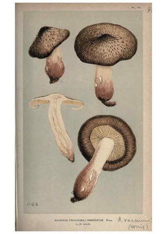 Reproducción/Reproduction 8163893299: Illustrations of British Fungi (Hymenomycetes), to serve as an atlas to the ""Handbook of British Fungi"".. LondonWilliams and Norgate1881-91