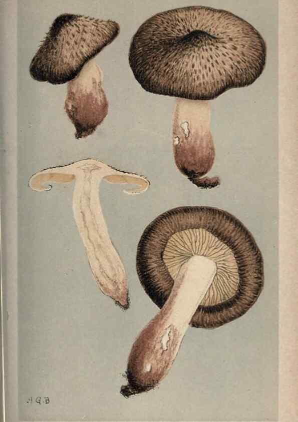 Reproducción/Reproduction 8163893299: Illustrations of British Fungi (Hymenomycetes), to serve as an atlas to the ""Handbook of British Fungi"".. LondonWilliams and Norgate1881-91