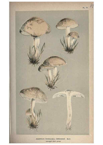 Reproducción/Reproduction 8163893789: Illustrations of British Fungi (Hymenomycetes), to serve as an atlas to the ""Handbook of British Fungi"".. LondonWilliams and Norgate1881-91