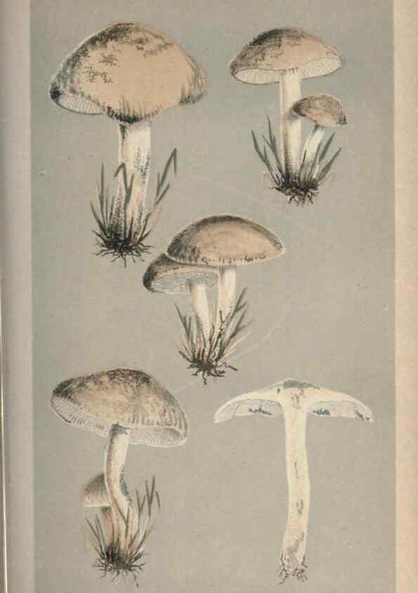 Reproducción/Reproduction 8163893789: Illustrations of British Fungi (Hymenomycetes), to serve as an atlas to the ""Handbook of British Fungi"".. LondonWilliams and Norgate1881-91