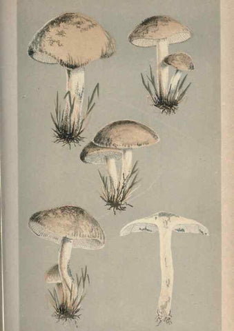 Reproducción/Reproduction 8163893789: Illustrations of British Fungi (Hymenomycetes), to serve as an atlas to the ""Handbook of British Fungi"".. LondonWilliams and Norgate1881-91
