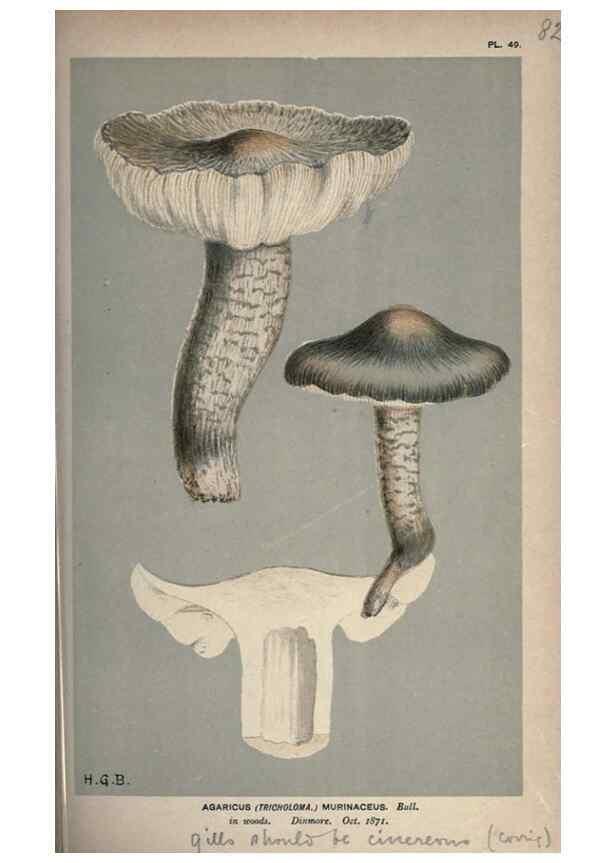Reproducción/Reproduction 8163928018: Illustrations of British Fungi (Hymenomycetes), to serve as an atlas to the ""Handbook of British Fungi"".. LondonWilliams and Norgate1881-91