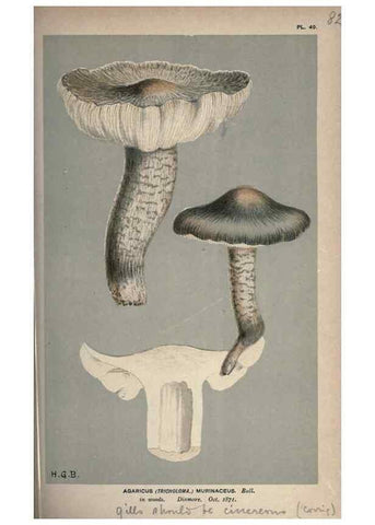 Reproducción/Reproduction 8163928018: Illustrations of British Fungi (Hymenomycetes), to serve as an atlas to the ""Handbook of British Fungi"".. LondonWilliams and Norgate1881-91