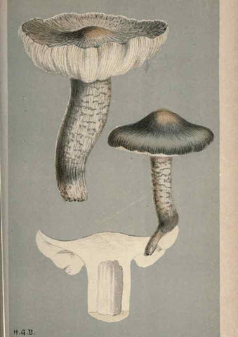 Reproducción/Reproduction 8163928018: Illustrations of British Fungi (Hymenomycetes), to serve as an atlas to the ""Handbook of British Fungi"".. LondonWilliams and Norgate1881-91