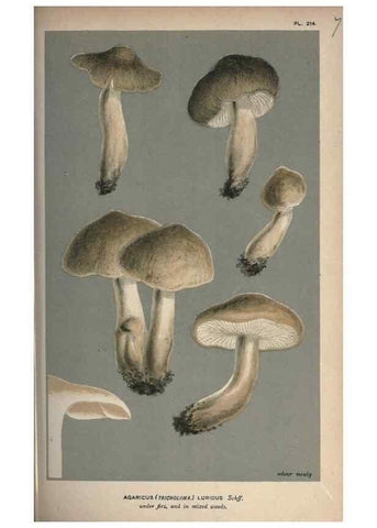 Reproducción/Reproduction 8163891213: Illustrations of British Fungi (Hymenomycetes), to serve as an atlas to the ""Handbook of British Fungi"".. LondonWilliams and Norgate1881-91