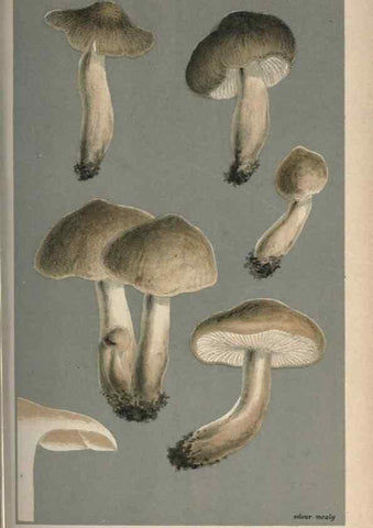 Reproducción/Reproduction 8163891213: Illustrations of British Fungi (Hymenomycetes), to serve as an atlas to the ""Handbook of British Fungi"".. LondonWilliams and Norgate1881-91