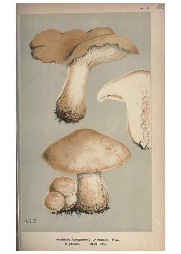 Reproducción/Reproduction 8163903849: Illustrations of British Fungi (Hymenomycetes), to serve as an atlas to the ""Handbook of British Fungi"".. LondonWilliams and Norgate1881-91