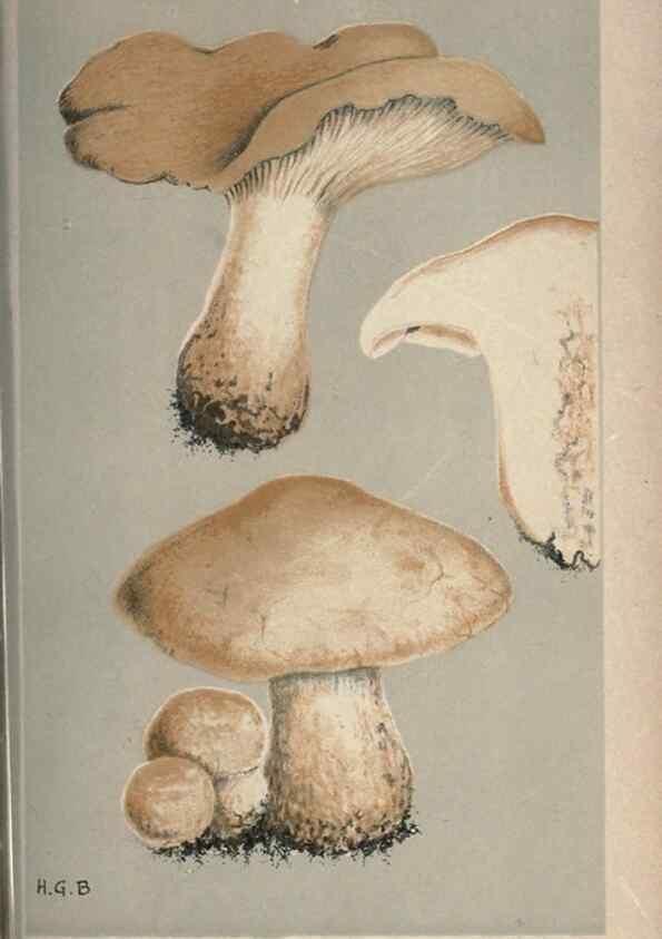 Reproducción/Reproduction 8163903849: Illustrations of British Fungi (Hymenomycetes), to serve as an atlas to the ""Handbook of British Fungi"".. LondonWilliams and Norgate1881-91