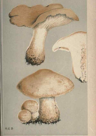 Reproducción/Reproduction 8163903849: Illustrations of British Fungi (Hymenomycetes), to serve as an atlas to the ""Handbook of British Fungi"".. LondonWilliams and Norgate1881-91