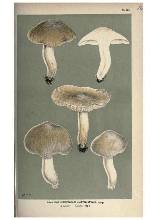 Reproducción/Reproduction 8163904301: Illustrations of British Fungi (Hymenomycetes), to serve as an atlas to the ""Handbook of British Fungi"".. LondonWilliams and Norgate1881-91
