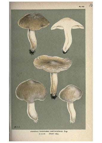 Reproducción/Reproduction 8163904301: Illustrations of British Fungi (Hymenomycetes), to serve as an atlas to the ""Handbook of British Fungi"".. LondonWilliams and Norgate1881-91
