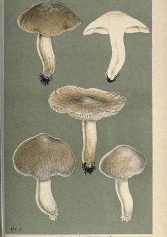 Reproducción/Reproduction 8163904301: Illustrations of British Fungi (Hymenomycetes), to serve as an atlas to the ""Handbook of British Fungi"".. LondonWilliams and Norgate1881-91