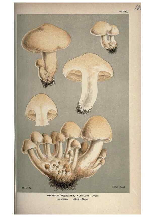 Reproducción/Reproduction 8163938728: Illustrations of British Fungi (Hymenomycetes), to serve as an atlas to the ""Handbook of British Fungi"".. LondonWilliams and Norgate1881-91