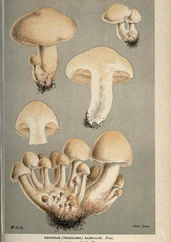 Reproducción/Reproduction 8163938728: Illustrations of British Fungi (Hymenomycetes), to serve as an atlas to the ""Handbook of British Fungi"".. LondonWilliams and Norgate1881-91