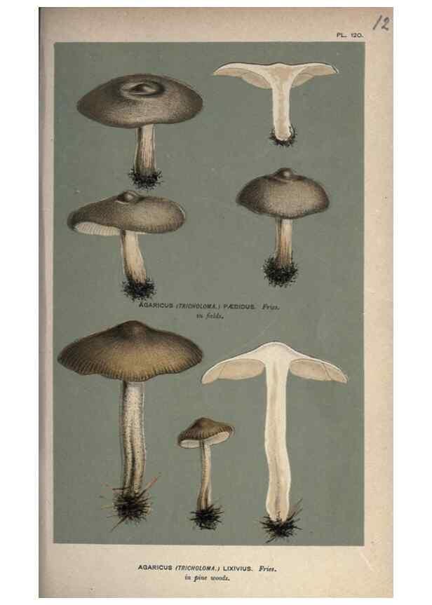 Reproducción/Reproduction 8163914883: Illustrations of British Fungi (Hymenomycetes), to serve as an atlas to the ""Handbook of British Fungi"".. LondonWilliams and Norgate1881-91