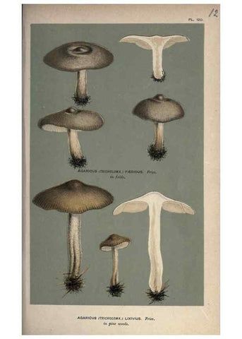 Reproducción/Reproduction 8163914883: Illustrations of British Fungi (Hymenomycetes), to serve as an atlas to the ""Handbook of British Fungi"".. LondonWilliams and Norgate1881-91