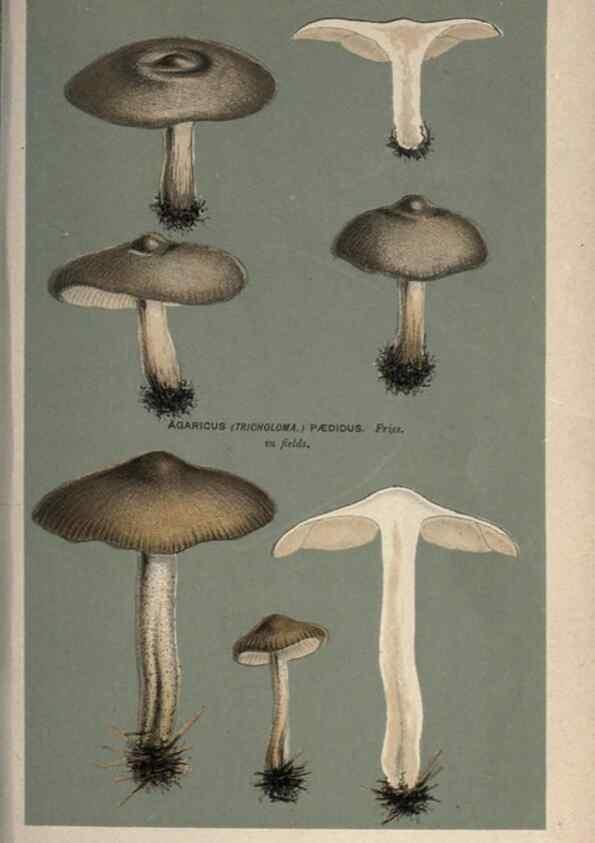 Reproducción/Reproduction 8163914883: Illustrations of British Fungi (Hymenomycetes), to serve as an atlas to the ""Handbook of British Fungi"".. LondonWilliams and Norgate1881-91