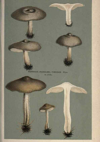 Reproducción/Reproduction 8163914883: Illustrations of British Fungi (Hymenomycetes), to serve as an atlas to the ""Handbook of British Fungi"".. LondonWilliams and Norgate1881-91