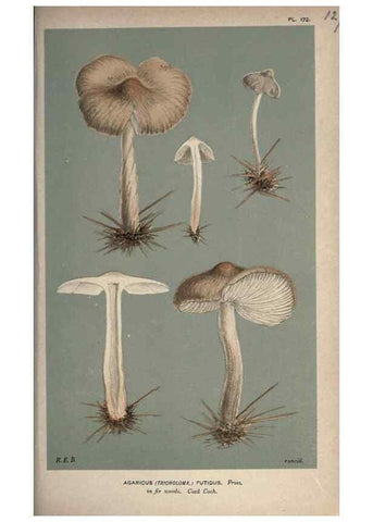Reproducción/Reproduction 8163915441: Illustrations of British Fungi (Hymenomycetes), to serve as an atlas to the ""Handbook of British Fungi"".. LondonWilliams and Norgate1881-91