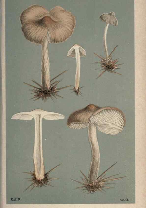 Reproducción/Reproduction 8163915441: Illustrations of British Fungi (Hymenomycetes), to serve as an atlas to the ""Handbook of British Fungi"".. LondonWilliams and Norgate1881-91