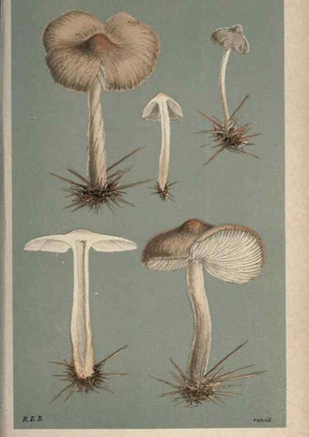 Reproducción/Reproduction 8163915441: Illustrations of British Fungi (Hymenomycetes), to serve as an atlas to the ""Handbook of British Fungi"".. LondonWilliams and Norgate1881-91