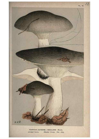 Reproducción/Reproduction 8163915909: Illustrations of British Fungi (Hymenomycetes), to serve as an atlas to the ""Handbook of British Fungi"".. LondonWilliams and Norgate1881-91