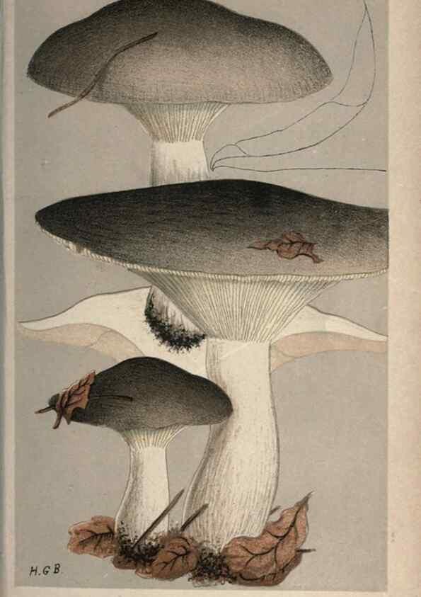 Reproducción/Reproduction 8163915909: Illustrations of British Fungi (Hymenomycetes), to serve as an atlas to the ""Handbook of British Fungi"".. LondonWilliams and Norgate1881-91