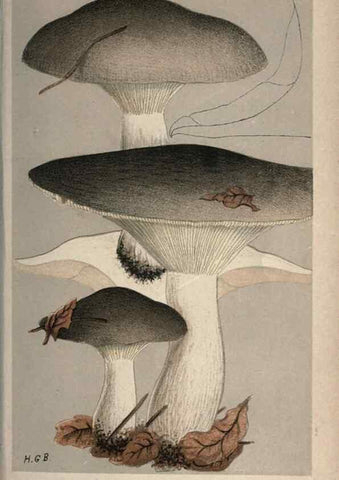 Reproducción/Reproduction 8163915909: Illustrations of British Fungi (Hymenomycetes), to serve as an atlas to the ""Handbook of British Fungi"".. LondonWilliams and Norgate1881-91