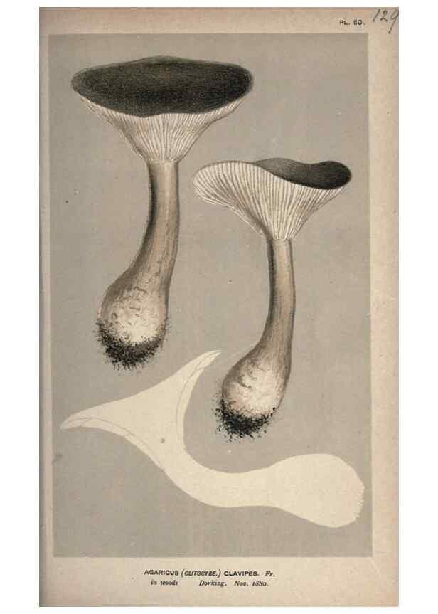 Reproducción/Reproduction 8163950518: Illustrations of British Fungi (Hymenomycetes), to serve as an atlas to the ""Handbook of British Fungi"".. LondonWilliams and Norgate1881-91