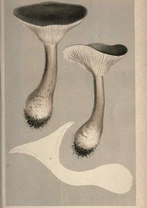 Reproducción/Reproduction 8163950518: Illustrations of British Fungi (Hymenomycetes), to serve as an atlas to the ""Handbook of British Fungi"".. LondonWilliams and Norgate1881-91