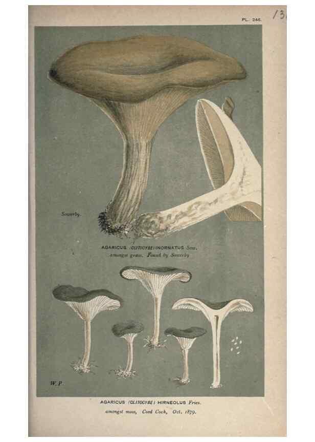 Reproducción/Reproduction 8163950958: Illustrations of British Fungi (Hymenomycetes), to serve as an atlas to the ""Handbook of British Fungi"".. LondonWilliams and Norgate1881-91