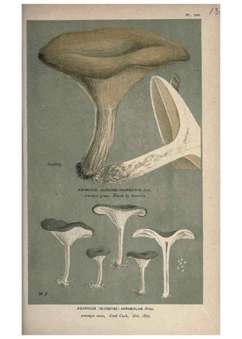 Reproducción/Reproduction 8163950958: Illustrations of British Fungi (Hymenomycetes), to serve as an atlas to the ""Handbook of British Fungi"".. LondonWilliams and Norgate1881-91