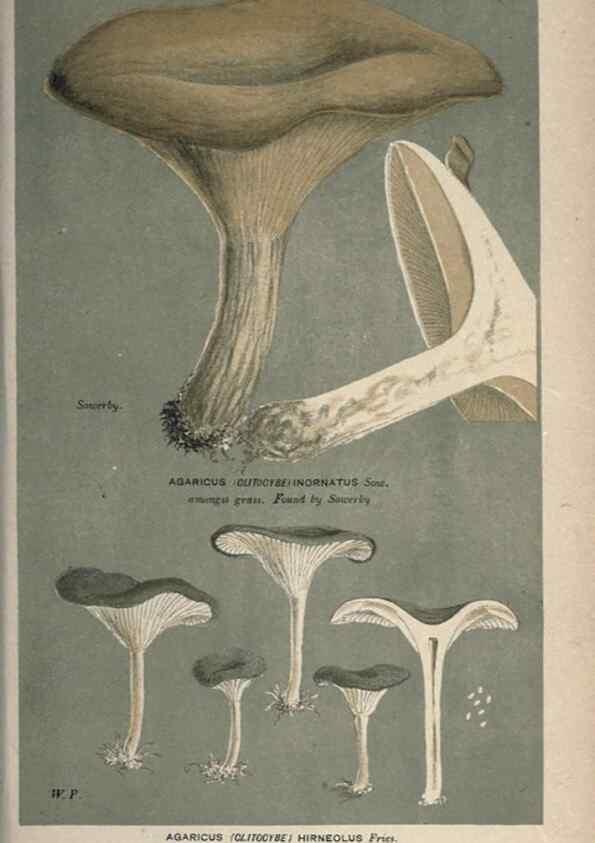 Reproducción/Reproduction 8163950958: Illustrations of British Fungi (Hymenomycetes), to serve as an atlas to the ""Handbook of British Fungi"".. LondonWilliams and Norgate1881-91