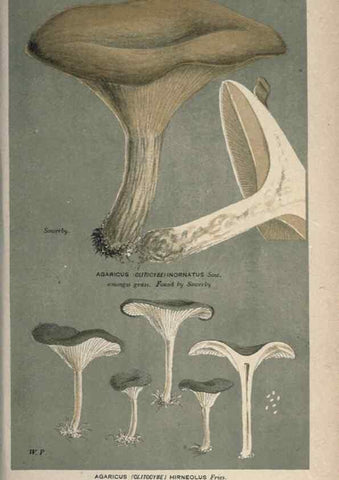 Reproducción/Reproduction 8163950958: Illustrations of British Fungi (Hymenomycetes), to serve as an atlas to the ""Handbook of British Fungi"".. LondonWilliams and Norgate1881-91