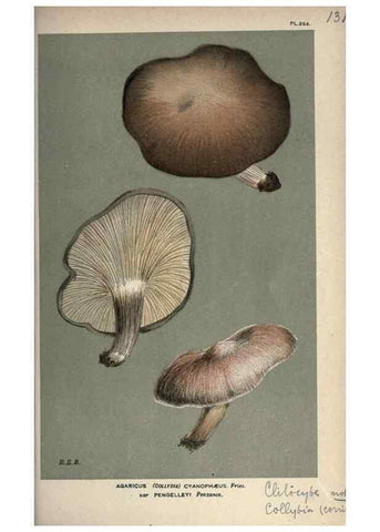 Reproducción/Reproduction 8163951448: Illustrations of British Fungi (Hymenomycetes), to serve as an atlas to the ""Handbook of British Fungi"".. LondonWilliams and Norgate1881-91