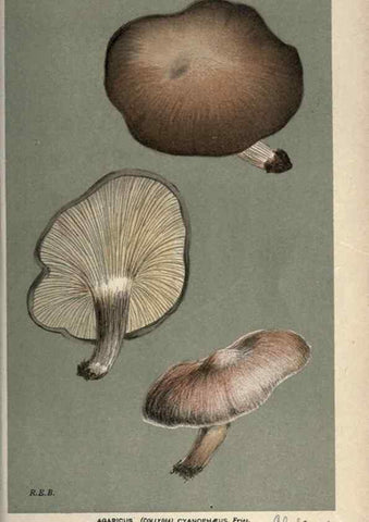 Reproducción/Reproduction 8163951448: Illustrations of British Fungi (Hymenomycetes), to serve as an atlas to the ""Handbook of British Fungi"".. LondonWilliams and Norgate1881-91