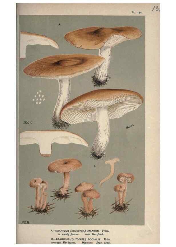 Reproducción/Reproduction 8163951900: Illustrations of British Fungi (Hymenomycetes), to serve as an atlas to the ""Handbook of British Fungi"".. LondonWilliams and Norgate1881-91