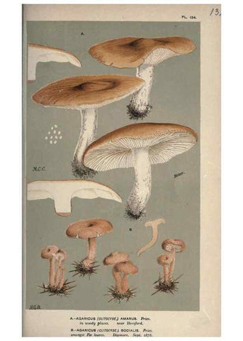 Reproducción/Reproduction 8163951900: Illustrations of British Fungi (Hymenomycetes), to serve as an atlas to the ""Handbook of British Fungi"".. LondonWilliams and Norgate1881-91