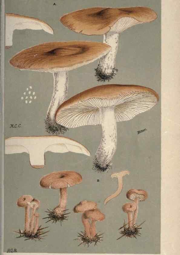 Reproducción/Reproduction 8163951900: Illustrations of British Fungi (Hymenomycetes), to serve as an atlas to the ""Handbook of British Fungi"".. LondonWilliams and Norgate1881-91