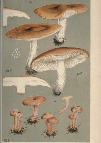 Reproducción/Reproduction 8163951900: Illustrations of British Fungi (Hymenomycetes), to serve as an atlas to the ""Handbook of British Fungi"".. LondonWilliams and Norgate1881-91