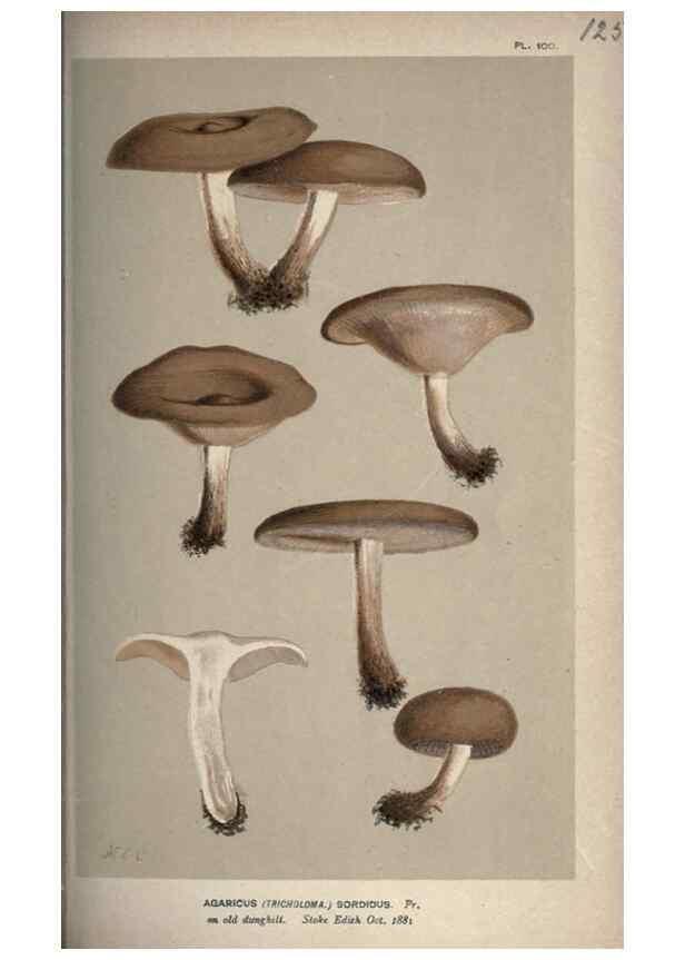 Reproducción/Reproduction 8163914451: Illustrations of British Fungi (Hymenomycetes), to serve as an atlas to the ""Handbook of British Fungi"".. LondonWilliams and Norgate1881-91