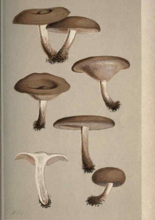 Reproducción/Reproduction 8163914451: Illustrations of British Fungi (Hymenomycetes), to serve as an atlas to the ""Handbook of British Fungi"".. LondonWilliams and Norgate1881-91