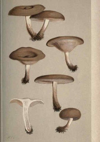 Reproducción/Reproduction 8163914451: Illustrations of British Fungi (Hymenomycetes), to serve as an atlas to the ""Handbook of British Fungi"".. LondonWilliams and Norgate1881-91